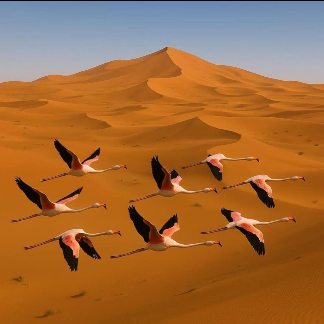Salambo Tente Merzouga Dış mekan fotoğraf